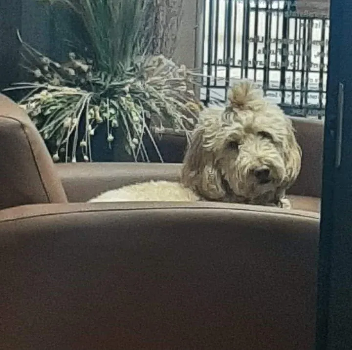 Office dog at Thompson Insurance Agency (family-friendly office signal)